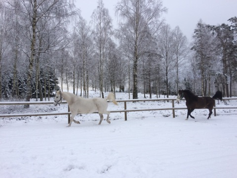 Aylah och Adele i snön 180121.png